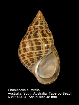 Phasianella australis.jpg - Phasianella australis(Gmelin,1791)